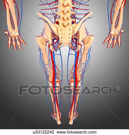 Lower body anatomy, artwork View Large Illustration Drawing - Lower body anatomy, artwork. Fotosearch