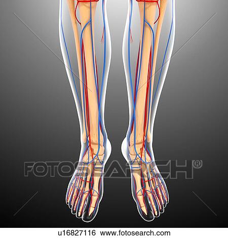 Lower body anatomy, artwork View Large Illustration Stock Illustration - Lower body anatomy, artwork. Fotosearch