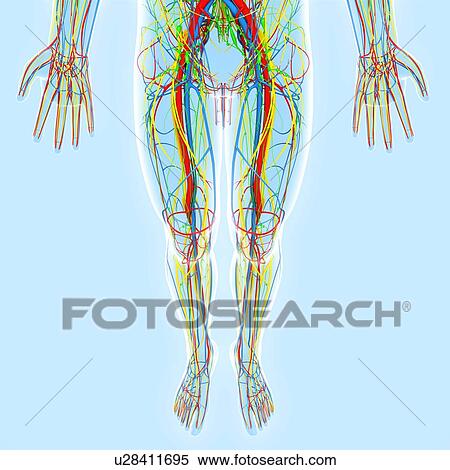 Stock Illustration - Lower body anatomy, artwork. Fotosearch