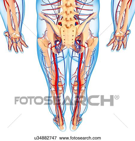 Lower body anatomy, artwork View Large Illustration Stock Illustration - Lower body anatomy, artwork. Fotosearch
