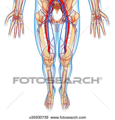 Lower body anatomy, artwork View Large Illustration Stock Illustration - Lower body anatomy, artwork. Fotosearch