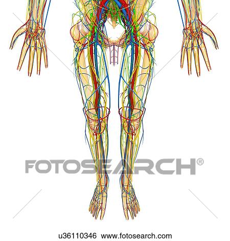 Stock Illustration - Lower body anatomy, artwork. Fotosearch