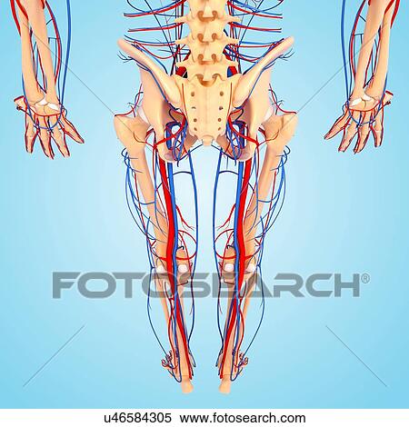 Lower body anatomy, artwork View Large Illustration Stock Illustration - Lower body anatomy, artwork. Fotosearch