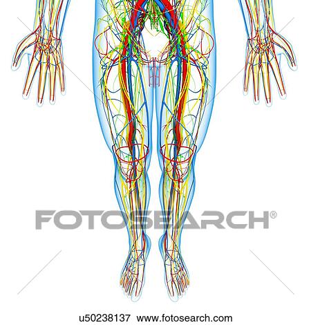 Lower body anatomy, artwork View Large Illustration Stock Illustration - Lower body anatomy, artwork. Fotosearch