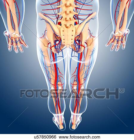 Lower body anatomy, artwork View Large Illustration Stock Illustration - Lower body anatomy, artwork. Fotosearch
