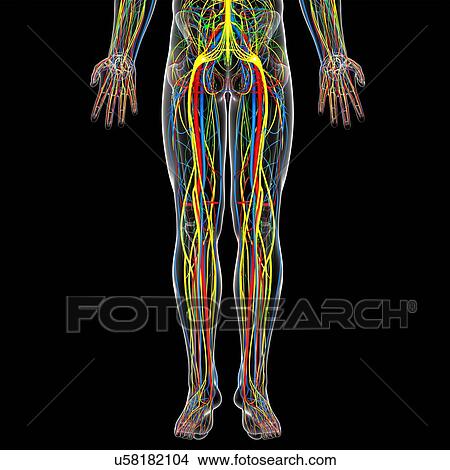 Lower body anatomy, artwork Stock Illustration | u58182104 | Fotosearch