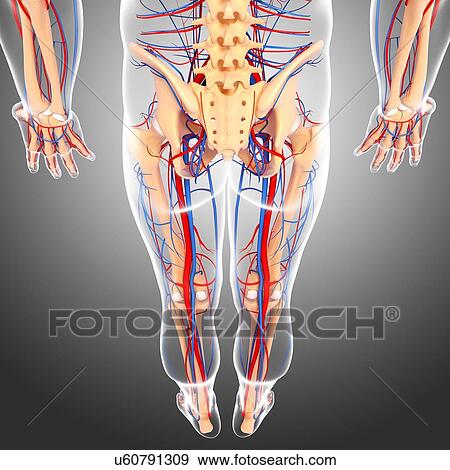 Lower body anatomy, artwork View Large Illustration Stock Illustration - Lower body anatomy, artwork. Fotosearch