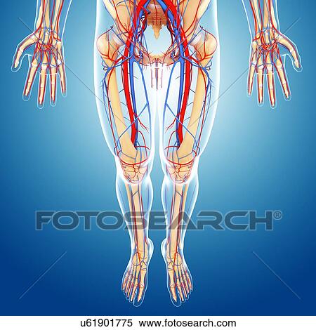 Stock Illustration - Lower body anatomy, artwork. Fotosearch