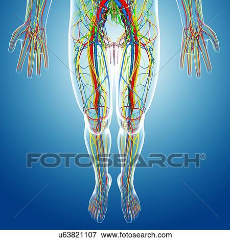 Lower body anatomy, artwork View Large Illustration Stock Illustration - Lower body anatomy, artwork. Fotosearch