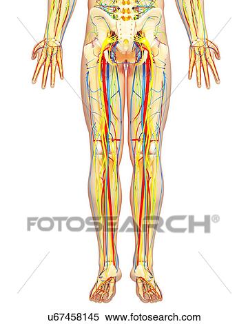 Stock Illustration - Lower body anatomy, artwork. Fotosearch
