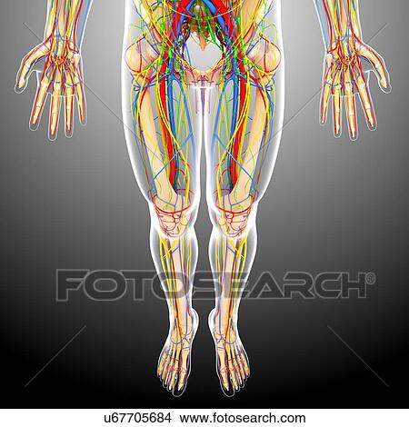 Lower Body Anatomy Artwork Stock Illustration U67705684 Fotosearch
