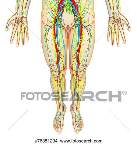 Stock Illustration - Lower body anatomy, artwork. Fotosearch