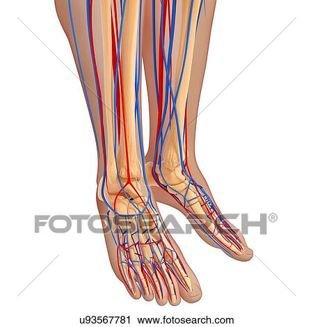 Clip Art - lower leg anatomy, artwork. Fotosearch