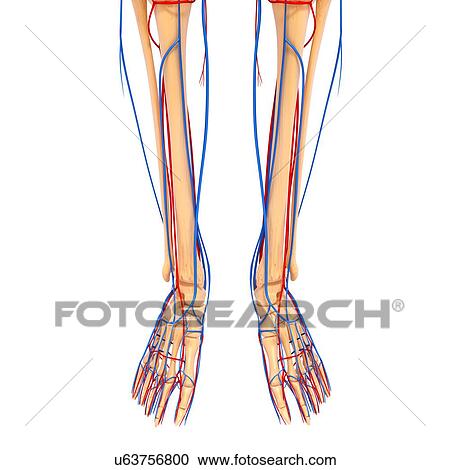 Clipart - Lower leg anatomy, artwork. Fotosearch