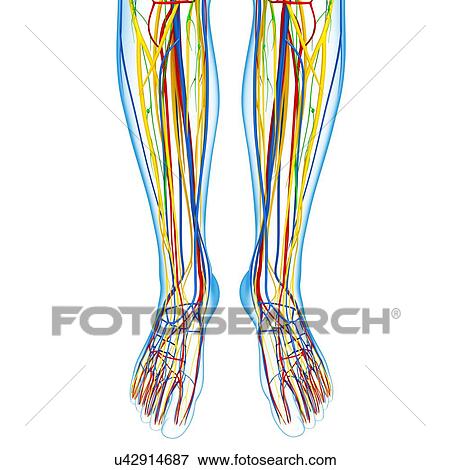Lower leg anatomy, artwork View Large Illustration Stock Illustration - Lower leg anatomy, artwork. Fotosearch