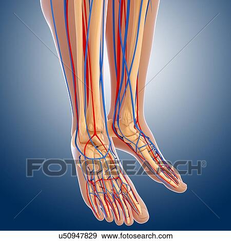 Stock Illustration - Lower leg anatomy, artwork. Fotosearch
