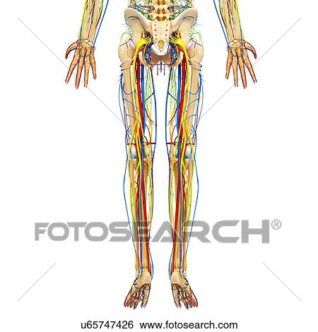Stock Illustration - Lower leg anatomy, artwork. Fotosearch