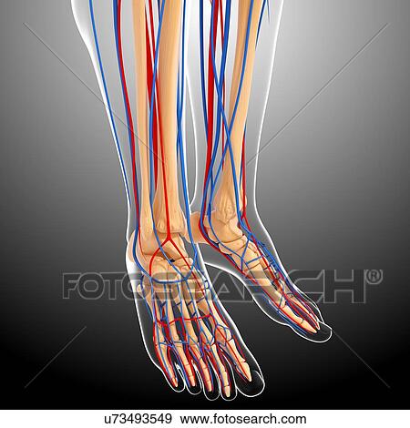 lower leg anatomy, artwork View Large Illustration Stock Illustration - lower leg anatomy, artwork. Fotosearch