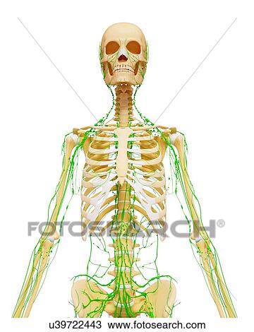 Drawing - Lymphatic system, artwork. Fotosearch