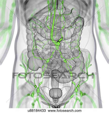 Lymphatic system, artwork View Large Illustration Drawing - Lymphatic system, artwork. Fotosearch