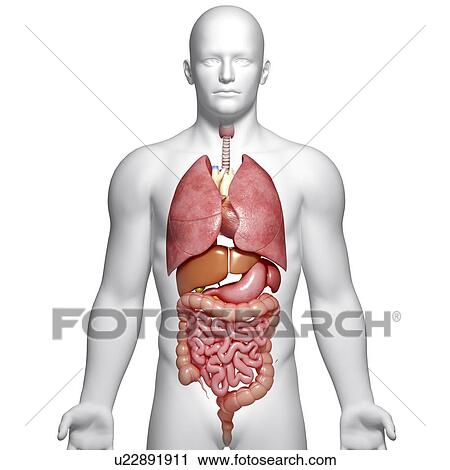 Male anatomy, artwork View Large Illustration Clip Art - Male anatomy, artwork. Fotosearch