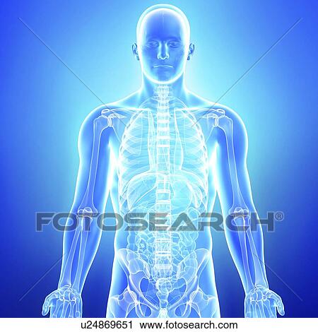 Clip Art - Male anatomy, artwork. Fotosearch