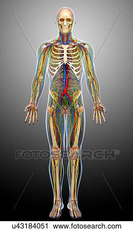 Male anatomy, artwork View Large Illustration Clip Art - Male anatomy, artwork. Fotosearch