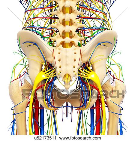Male anatomy, artwork View Large Illustration Clip Art - Male anatomy, artwork. Fotosearch