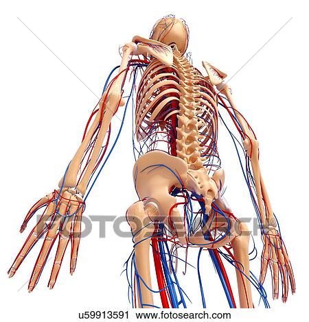 Male anatomy, artwork View Large Illustration Clip Art - Male anatomy, artwork. Fotosearch