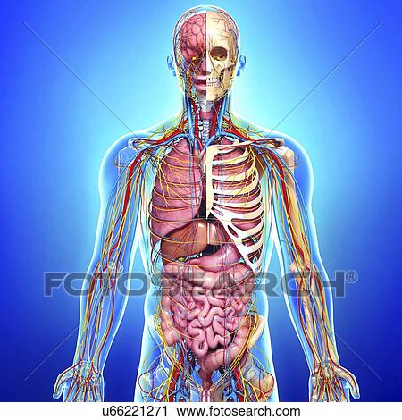 Clip Art - Male anatomy, artwork. Fotosearch