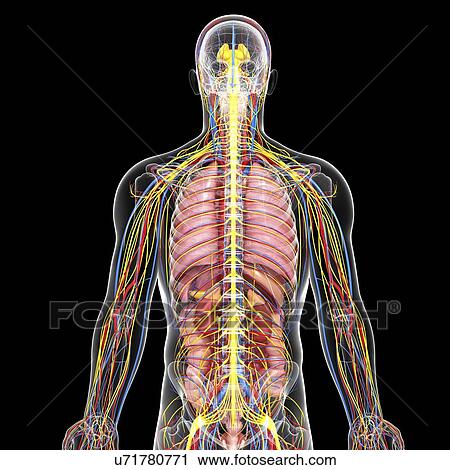 Clip Art - Male anatomy, artwork. Fotosearch