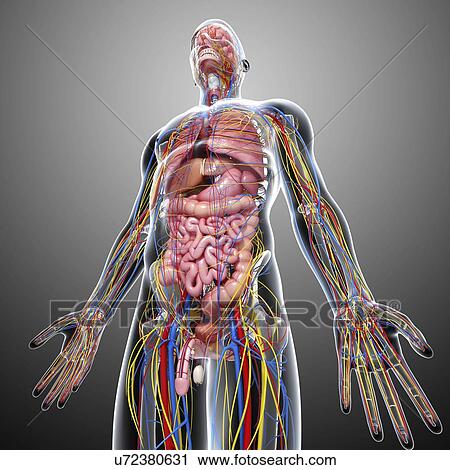 Male anatomy, artwork View Large Illustration Clip Art - Male anatomy, artwork. Fotosearch