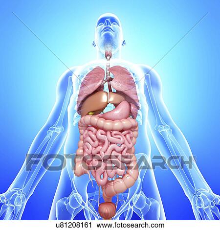 Male anatomy, artwork View Large Illustration Clip Art - Male anatomy, artwork. Fotosearch