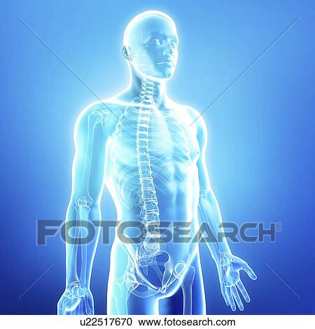 Male anatomy, artwork View Large Illustration Clipart - Male anatomy, artwork. Fotosearch