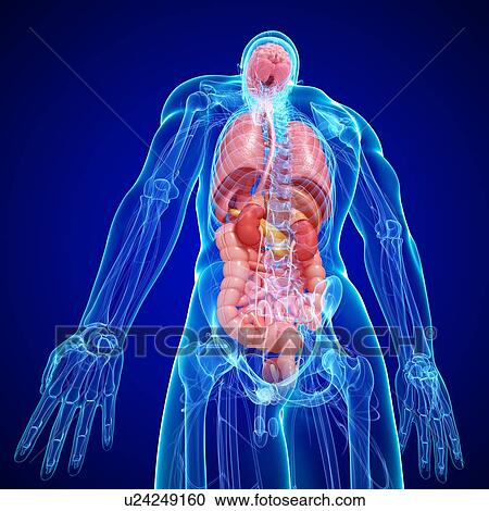 Male anatomy, artwork View Large Illustration Clipart - Male anatomy, artwork. Fotosearch