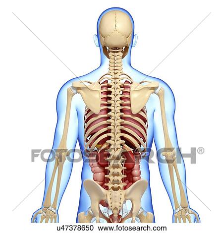 Clipart - Male anatomy, artwork. Fotosearch