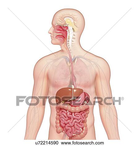 Male anatomy, artwork View Large Illustration Clipart - Male anatomy, artwork. Fotosearch