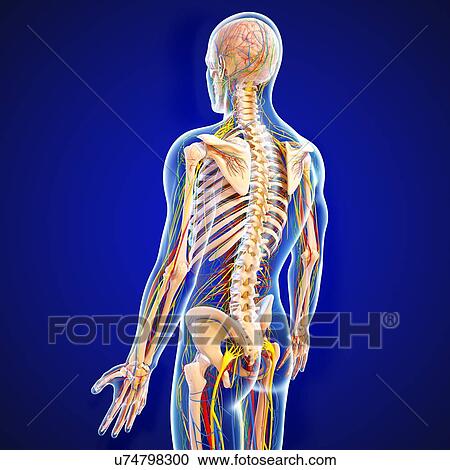 Male anatomy, artwork View Large Illustration Clipart - Male anatomy, artwork. Fotosearch