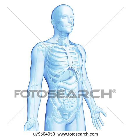 Male anatomy, artwork View Large Illustration Clipart - Male anatomy, artwork. Fotosearch