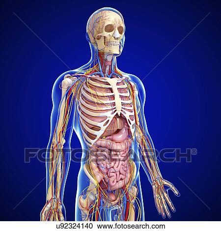 Male anatomy, artwork View Large Illustration Clipart - Male anatomy, artwork. Fotosearch