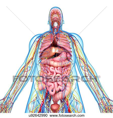 Male anatomy, artwork View Large Illustration Clipart - Male anatomy, artwork. Fotosearch