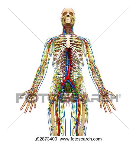 Clipart - Male anatomy, artwork. Fotosearch