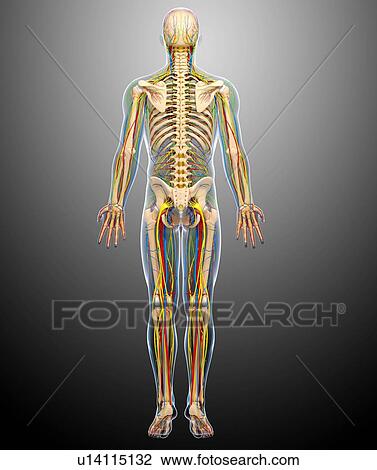 Male anatomy, artwork View Large Illustration Drawing - Male anatomy, artwork. Fotosearch