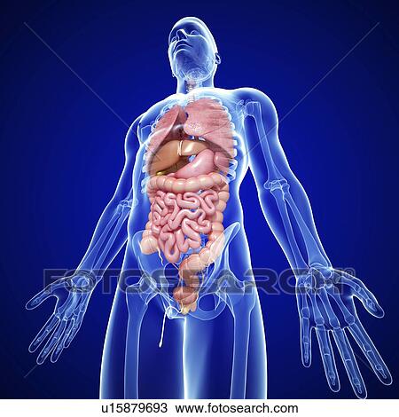 Drawing - Male anatomy, artwork. Fotosearch