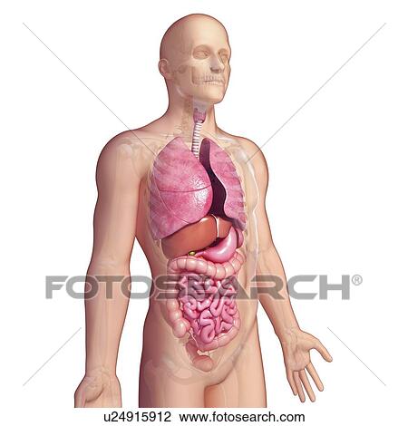 Drawing - Male anatomy, artwork. Fotosearch