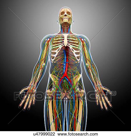 Male anatomy, artwork View Large Illustration Drawing - Male anatomy, artwork. Fotosearch