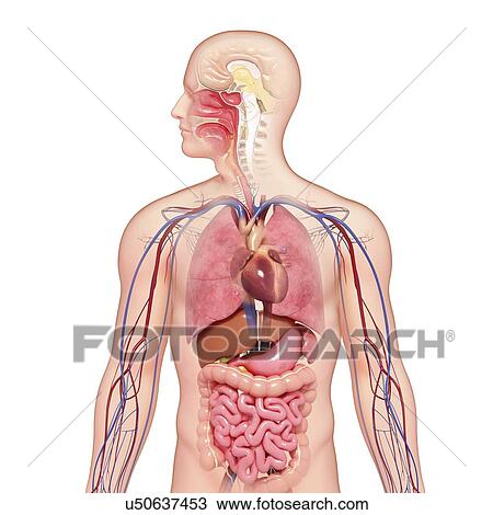 Male anatomy, artwork View Large Illustration Drawing - Male anatomy, artwork. Fotosearch