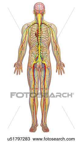 Male anatomy, artwork View Large Illustration Drawing - Male anatomy, artwork. Fotosearch