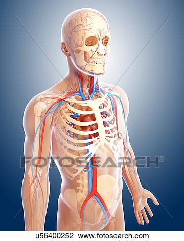 Male anatomy, artwork View Large Illustration Drawing - Male anatomy, artwork. Fotosearch