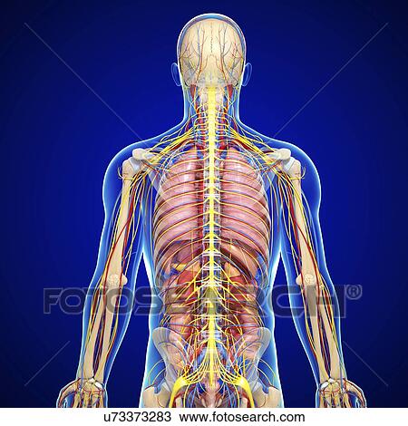 Drawing - Male anatomy, artwork. Fotosearch